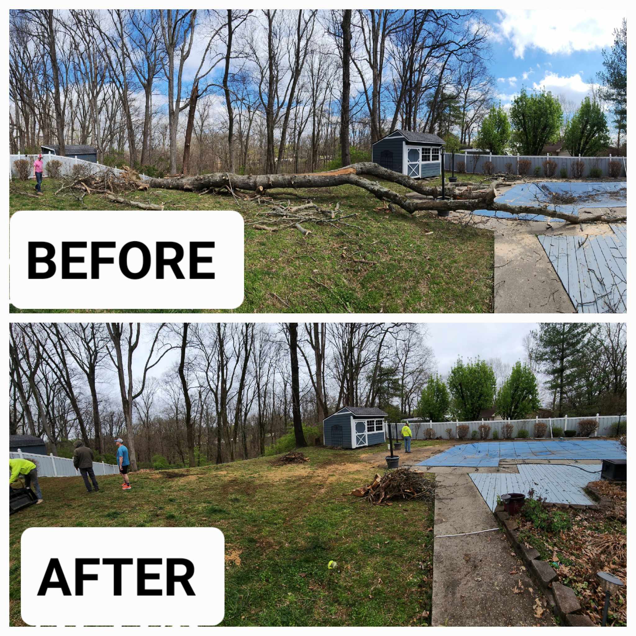 Understanding the Need for Professional Tree Services: When to Seek Expert Assistance